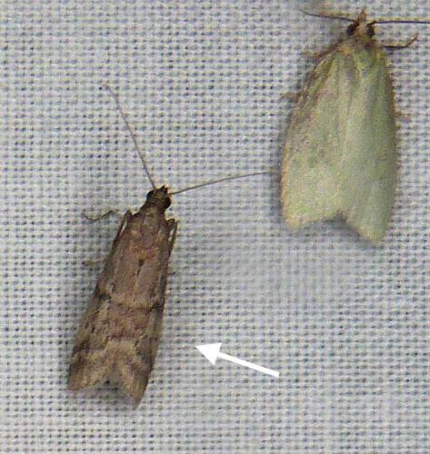 Ephestia sp.